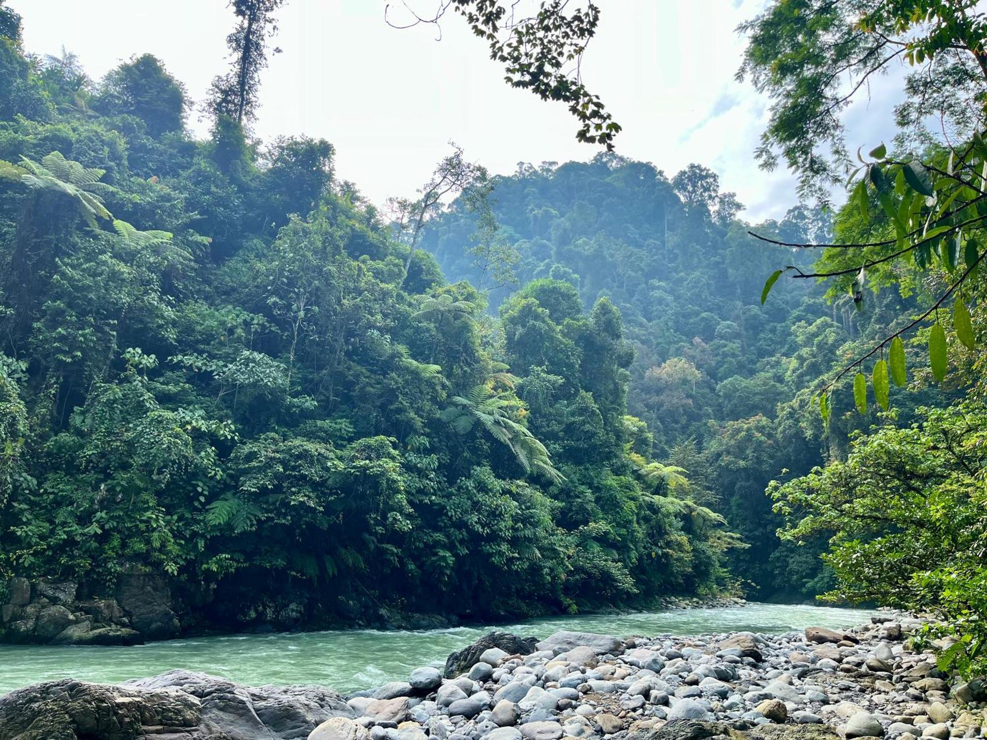 Charlys Little House Otel Bukit Lawang Dış mekan fotoğraf