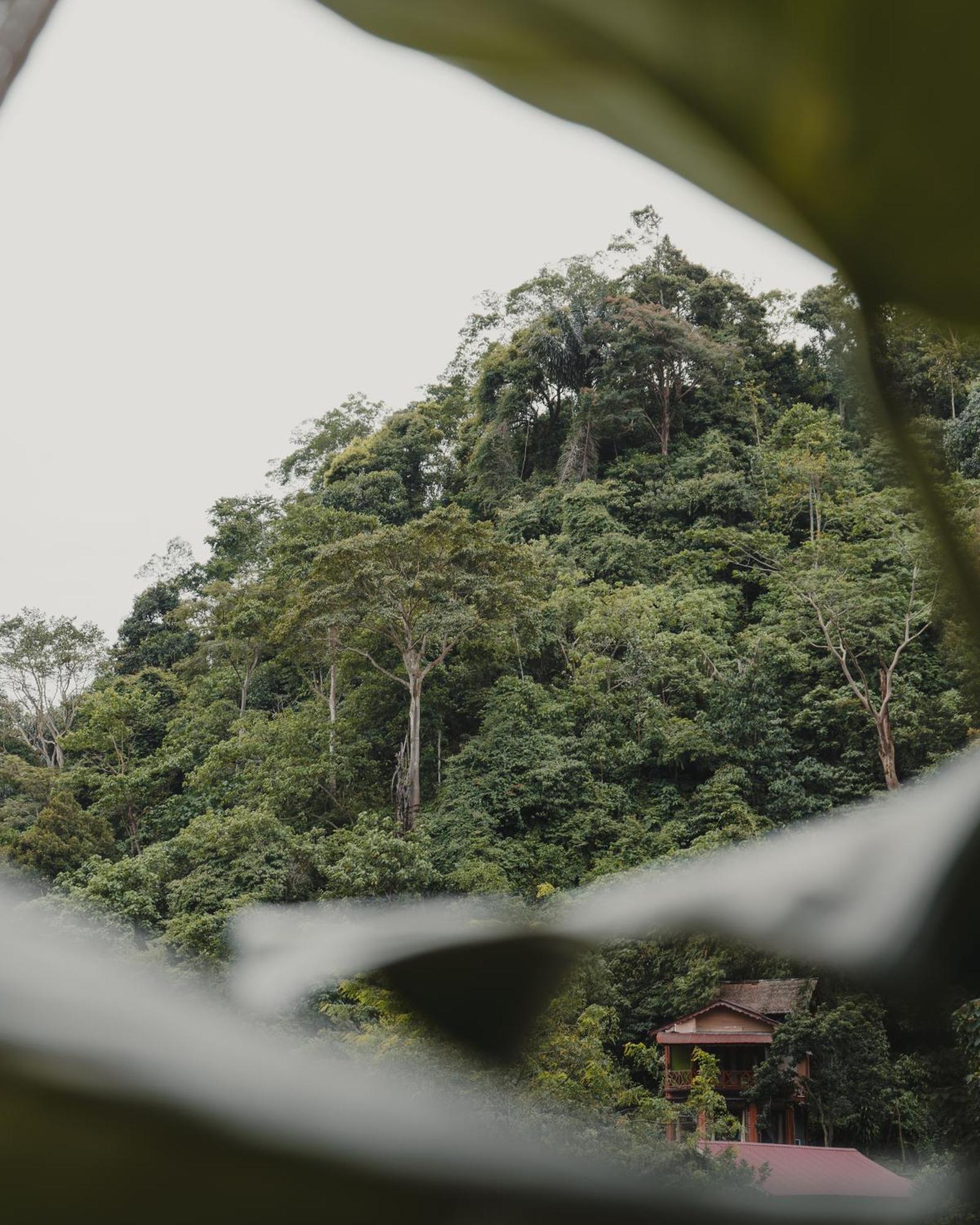 Charlys Little House Otel Bukit Lawang Dış mekan fotoğraf