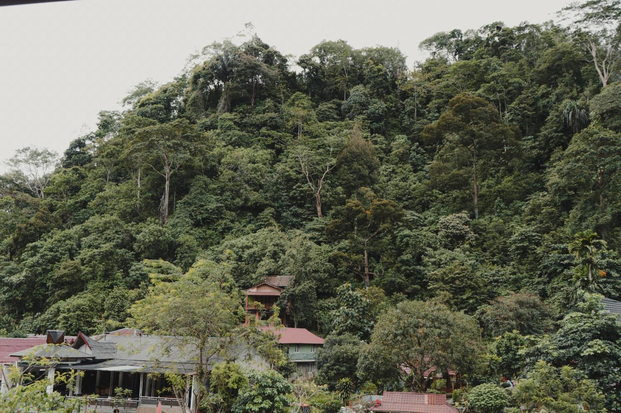 Charlys Little House Otel Bukit Lawang Dış mekan fotoğraf